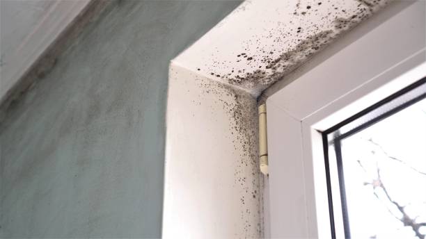 Reliable Asbury Park, NJ Mold Removal Solutions